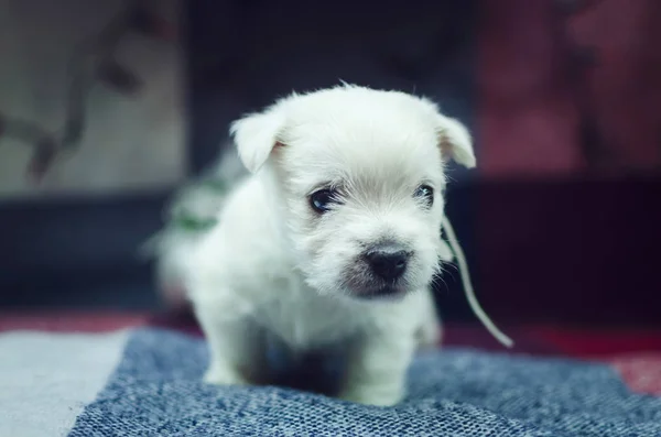 Yang Satu Bulan Tua Barat Dataran Tinggi Anjing Terrier Putih — Stok Foto