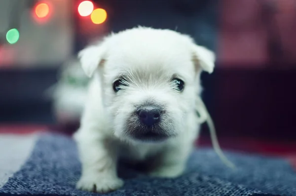 Den Månad Gamla West Highland White Terrier Valpen Den Lilla Stockbild