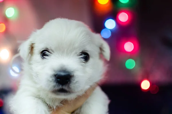 Yang Satu Bulan Tua Barat Dataran Tinggi Anjing Terrier Putih — Stok Foto