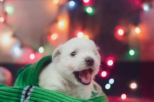 Miesięczny Szczeniak West Highland White Terrier Mały Uroczy Piesek Patrzy — Zdjęcie stockowe