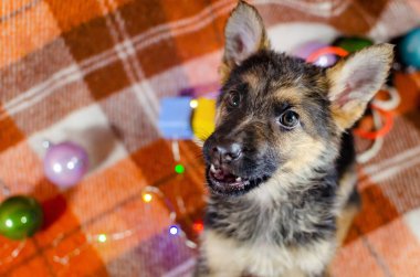 Oyuncaklarla 2 aylık köpek. Rengi karman çorman bir Alman çoban köpeği. Bir köpek yavrusu kameraya bakıyor. Çok şirin.