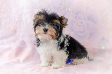 Pembe çiçekli iki aylık köpek yavrusu Biewer-Yorkshire Terrier. Bir köpek yavrusu kameraya bakıyor. Çok şirin.