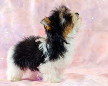 Pembe çiçekli iki aylık köpek yavrusu Biewer-Yorkshire Terrier. Bir köpek yavrusu kameraya bakıyor. Çok şirin.