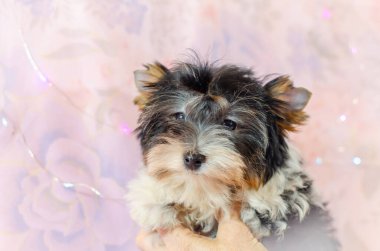 Pembe çiçekli iki aylık köpek yavrusu Biewer-Yorkshire Terrier. Bir köpek yavrusu kameraya bakıyor ve ellerinin üzerinde oturuyor. Çok şirin.