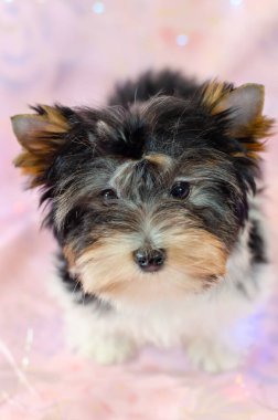 Pembe çiçekli iki aylık köpek yavrusu Biewer-Yorkshire Terrier. Bir köpek yavrusu kameraya bakıyor. Çok şirin.