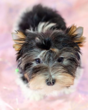 Pembe çiçekli iki aylık köpek yavrusu Biewer-Yorkshire Terrier. Bir köpek yavrusu kameraya bakıyor. Çok şirin.