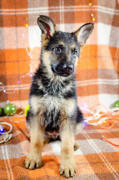 Chien Mois Avec Jouets Chiot Berger Allemand Sur Fond Carreaux — Photo