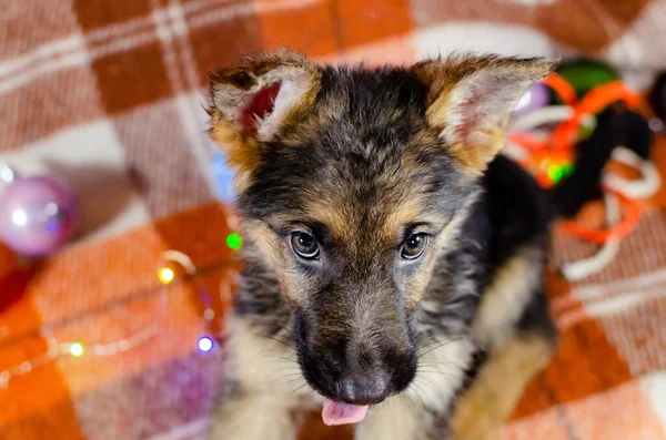 Cão Meses Com Brinquedos Filhote Cachorro Pastor Alemão Fundo Cor — Fotografia de Stock