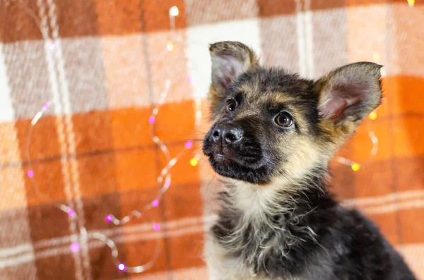 Miesięczny Pies Zabawkami Owczarek Niemiecki Szczeniak Tle Kratkę Kolor Szczeniak — Zdjęcie stockowe