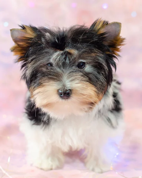 Δύο Μηνών Κουτάβι Biewer Yorkshire Terrier Ροζ Φόντο Λουλουδιών Ένα — Φωτογραφία Αρχείου