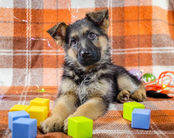 Månader Gammal Hund Med Leksaker Tyska Shepherd Valp Rutig Färg Stockbild