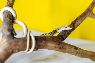 Ahaetulla prasina. Dal üzerinde Jade Vine Snake. İnsan çevresindeki egzotik hayvanlar. Sarı arka planda bir yılan. Uzun sivri burunlu, yaprak şeklinde bir kafa. Öncül kuyruk 