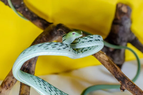 Ahaetulla Prasina 小枝の上のヒスイのつるヘビ 人間の環境の中でエキゾチックな動物 黄色い背景でヘビ 葉形をした頭に長い尖った鋸歯があります プレヘンシルテール — ストック写真