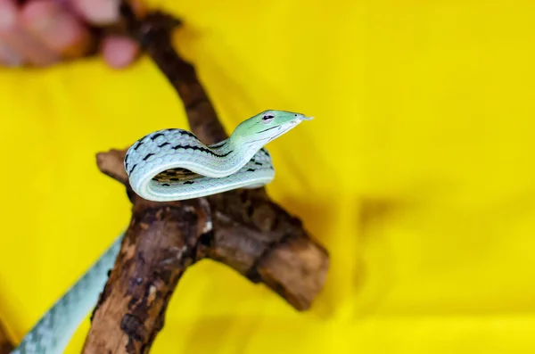 Ahaetulla Prasina Jade Vine Snake Gałązce Egzotyczne Zwierzęta Środowisku Ludzkim — Zdjęcie stockowe