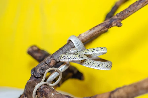 Ahaetulla Prasina Jade Vine Snake Twig Exotic Animals Human Environment — Stock Photo, Image