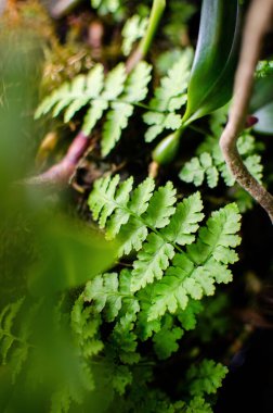 Akıllı telefon masaüstü için güzel bir fotoğraf. Gün ışığında yeşil dallar. Bahçede canlı yapraklar. Akıllı telefon masaüstü için duvar kağıdı.