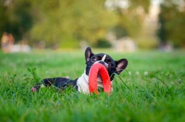 Küçük Fransız bulldog köpeği yavrusu. Genç enerjik köpek sahibini gezdiriyor ve onunla oynuyor. Yaz mevsiminde köpeğinizi aşırı ısınmadan nasıl korursunuz? Köpek susamaya başladı..