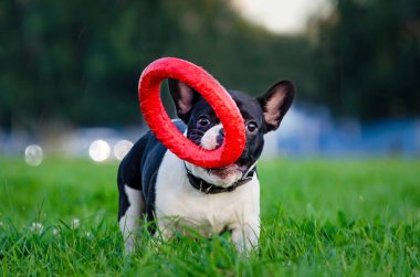Küçük Fransız bulldog köpeği yavrusu. Genç enerjik köpek sahibini gezdiriyor ve onunla oynuyor. Yaz mevsiminde köpeğinizi aşırı ısınmadan nasıl korursunuz? Köpek susamaya başladı..