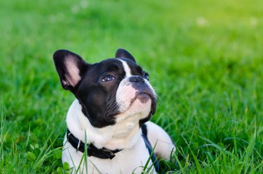 Küçük Fransız bulldog köpeği yavrusu. Genç enerjik köpek sahibini gezdiriyor ve onunla oynuyor. Yaz mevsiminde köpeğinizi aşırı ısınmadan nasıl korursunuz? Köpek susamaya başladı..