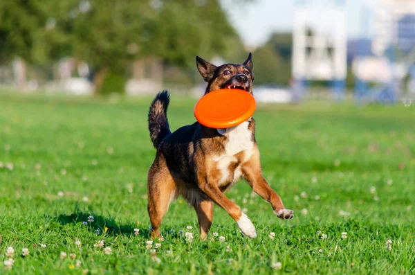 Ung Energisk Halvblod Hund Går Ängen Och Leker Med Plastskiva Stockbild