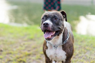 Bir bayan Amerikan Pitbull 'unu çimlerde oynarken yakalayın.