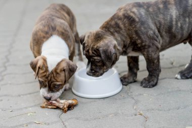 Aç köpek yavrusu pitbull melez köpekler kasede bir kemik ve yiyecek besliyor.