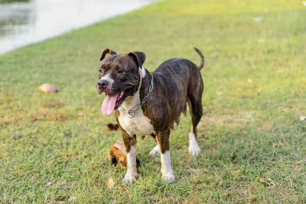 Μια Ευτυχισμένη Αμερικανική Pitbull Παίζει Στο Γρασίδι Καρύδα Μπάλα — Φωτογραφία Αρχείου