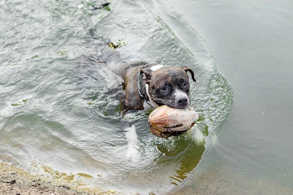 Een Gelukkige Amerikaan Pitbull Zwemmen Een Zwembad Bijten Een Kokosnoot — Stockfoto