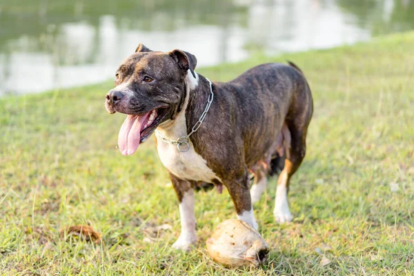 Een Gelukkige Amerikaanse Pitbull Spelend Het Gras Met Kokosnoot Bal Rechtenvrije Stockafbeeldingen