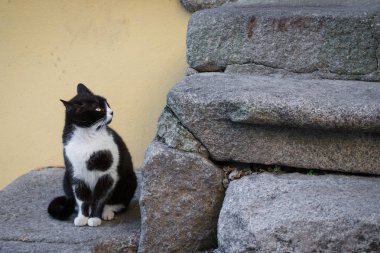 Kuşkuyla bakan kedi 