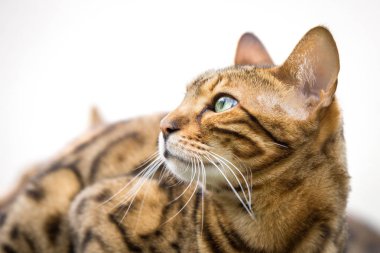 Bengal kedi beyaz arka plan