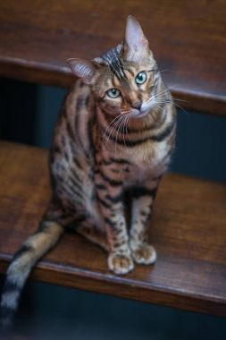 Ahşap merdiven üzerinde Bengal kedisi
