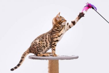 bengal yavru kedi oyun