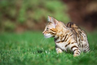 Bengal yavru kedi Bahçe