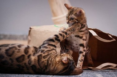 Bengals kapalı oynayan kedi