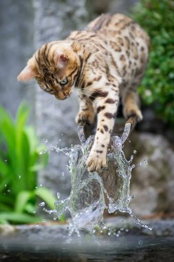 Bengal yavru kedi su ile oynamak