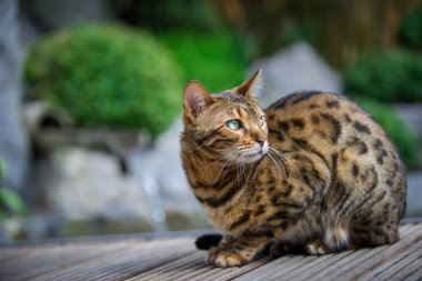 Bengal kedi Bahçe