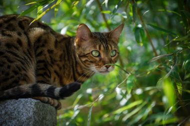 Bahar bahçe Bengal kedi