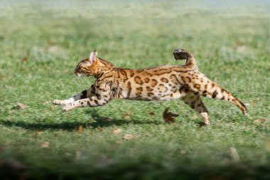 Bengal kedi çalışan