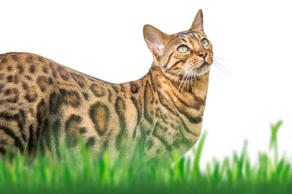 Bengalkatze im Garten — Stockfoto