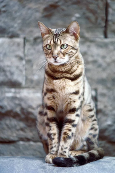 Bengalski kot na filmie — Zdjęcie stockowe