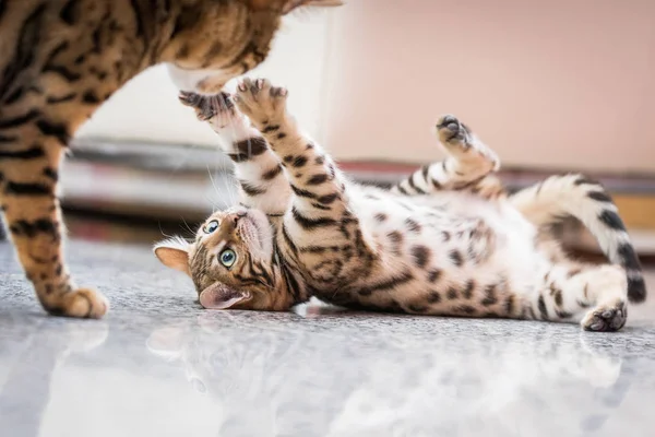 Bengala gatinho jogando — Fotografia de Stock