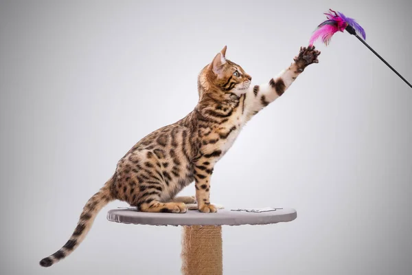 Bengala gatinho jogando — Fotografia de Stock