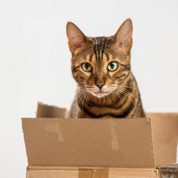 Bengal Cat in Box — Stock Photo, Image