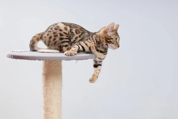 Bengálsko kotě hraje — Stock fotografie