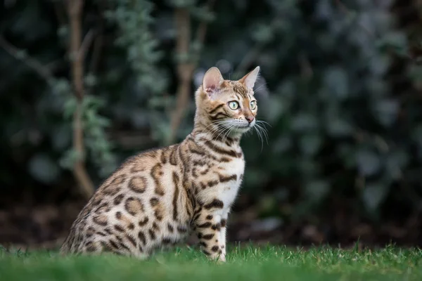 Gatinho de Bengala no Jardim — Fotografia de Stock