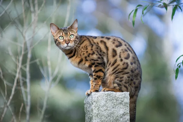 Бенгальский кот в саду — стоковое фото