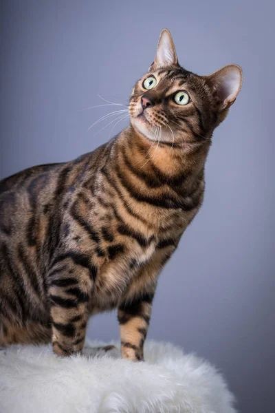 Bengalski kot w studio — Zdjęcie stockowe
