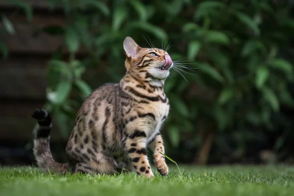 Bengala gato no jardim — Fotografia de Stock