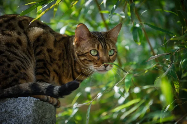 Бенгальский кот в весеннем саду — стоковое фото